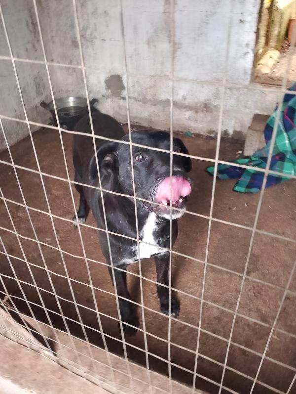 💔 Thor: Un gigante buono in cerca di amore 💔 Foto 8